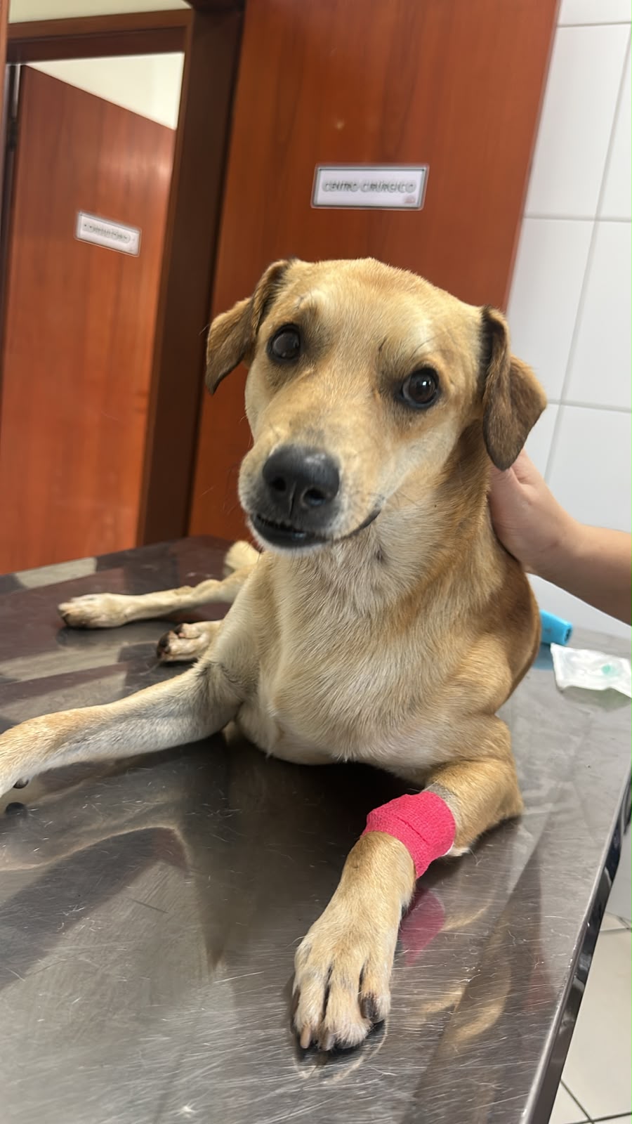 Cão caramelo deitado em uma mesa veterinária, com faixa na pata