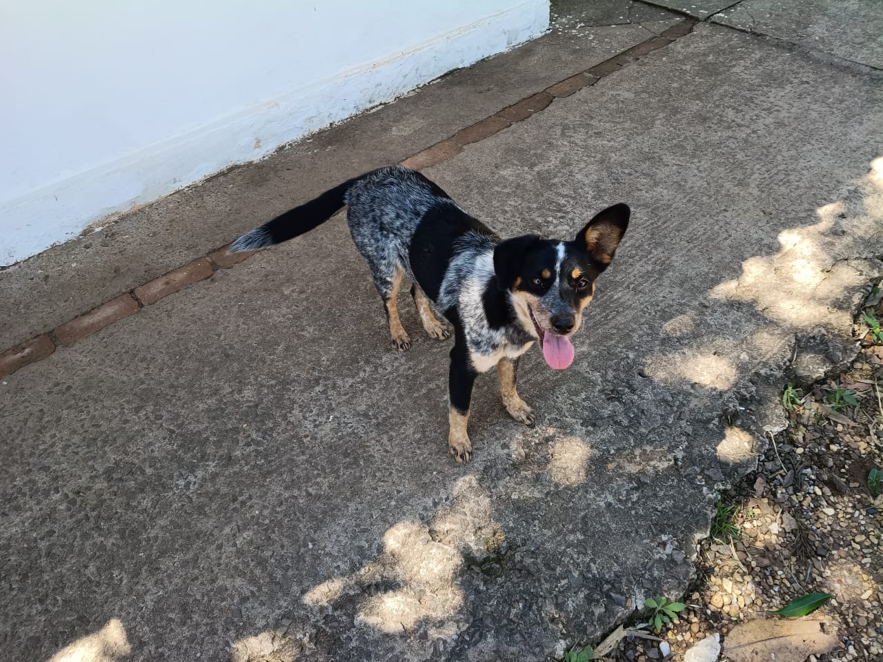 Cão preto, branco e caramelo de língua de fora, em um quintal