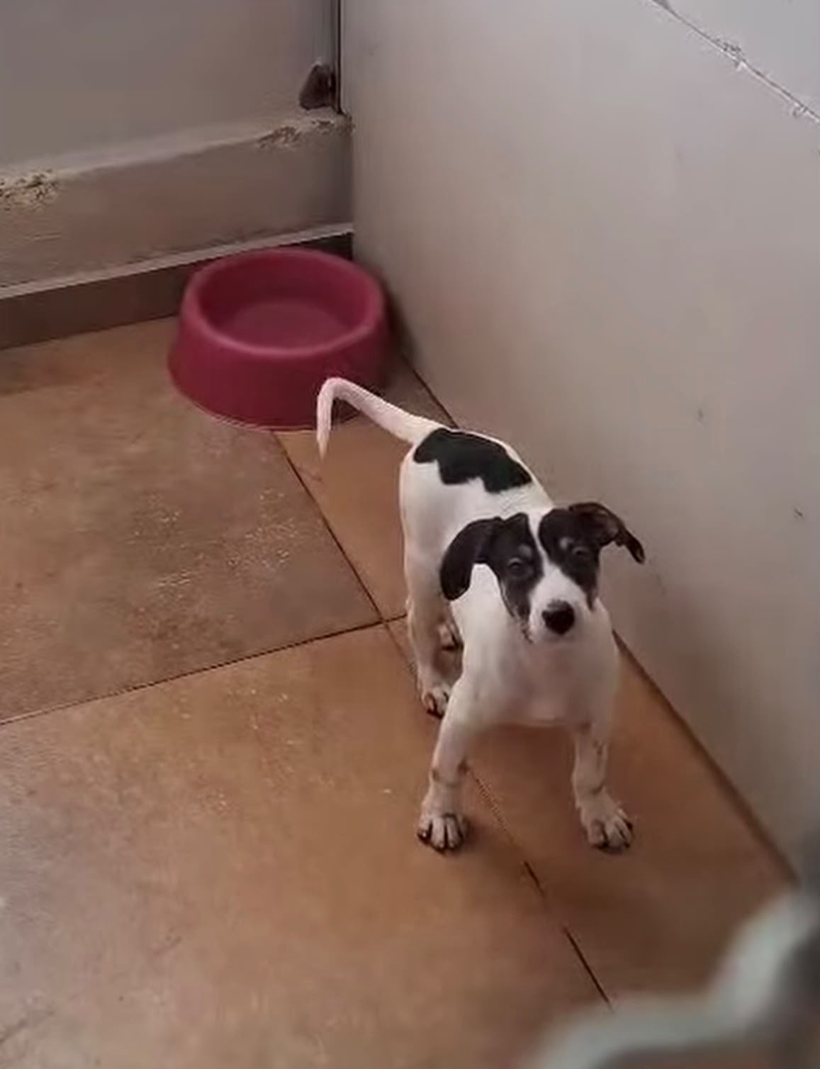 Filhote de cachorro branco com manchas pretas em um piso de cerâmica