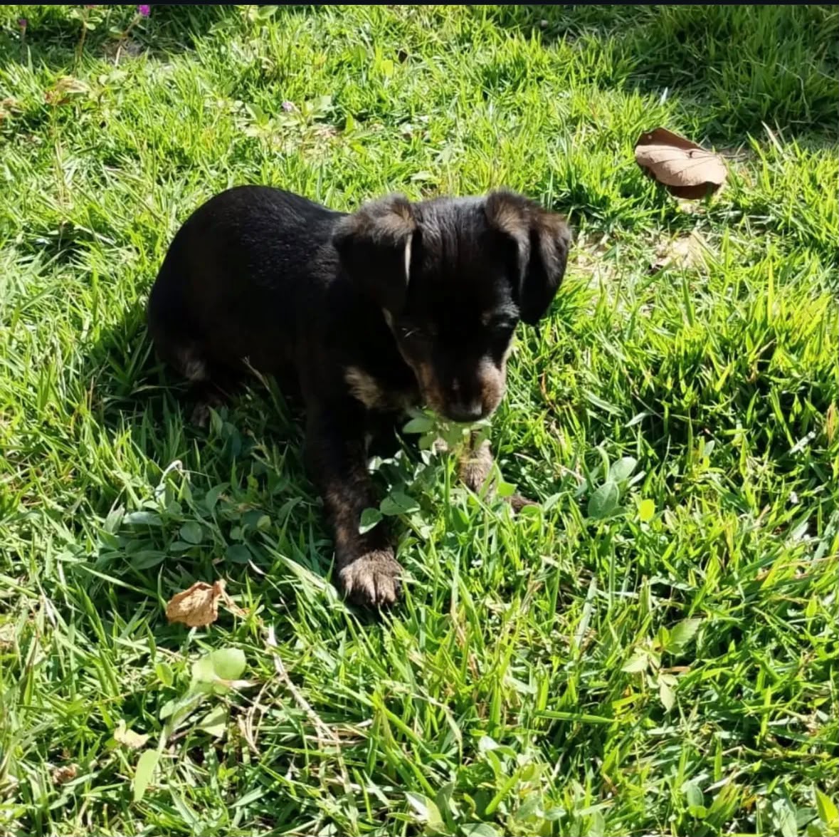 Filhote de cachorro preto no gramado