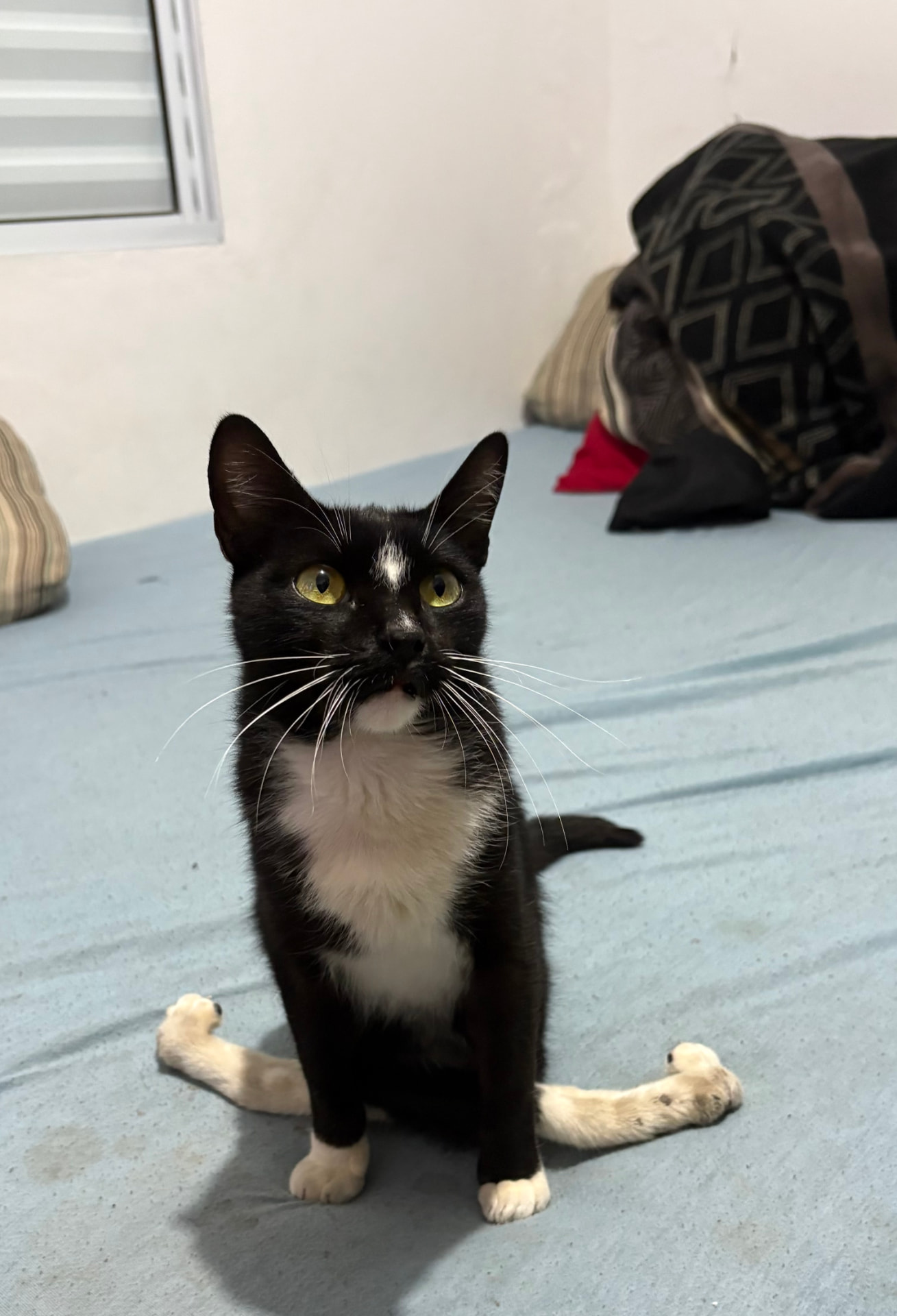 Gato preto com peito e patas brancas sentado em uma cama