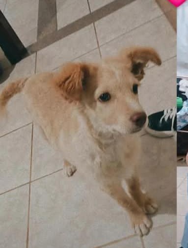 Filhote de cachorro caramelo olhando para a câmera, em casa