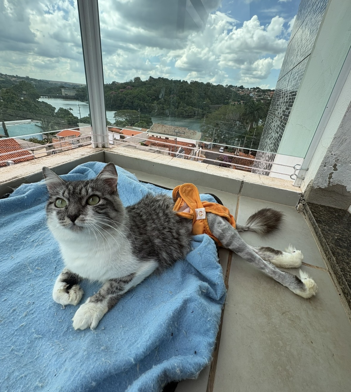 Gata malhada cinza e branca usando roupinha laranja, em uma varanda