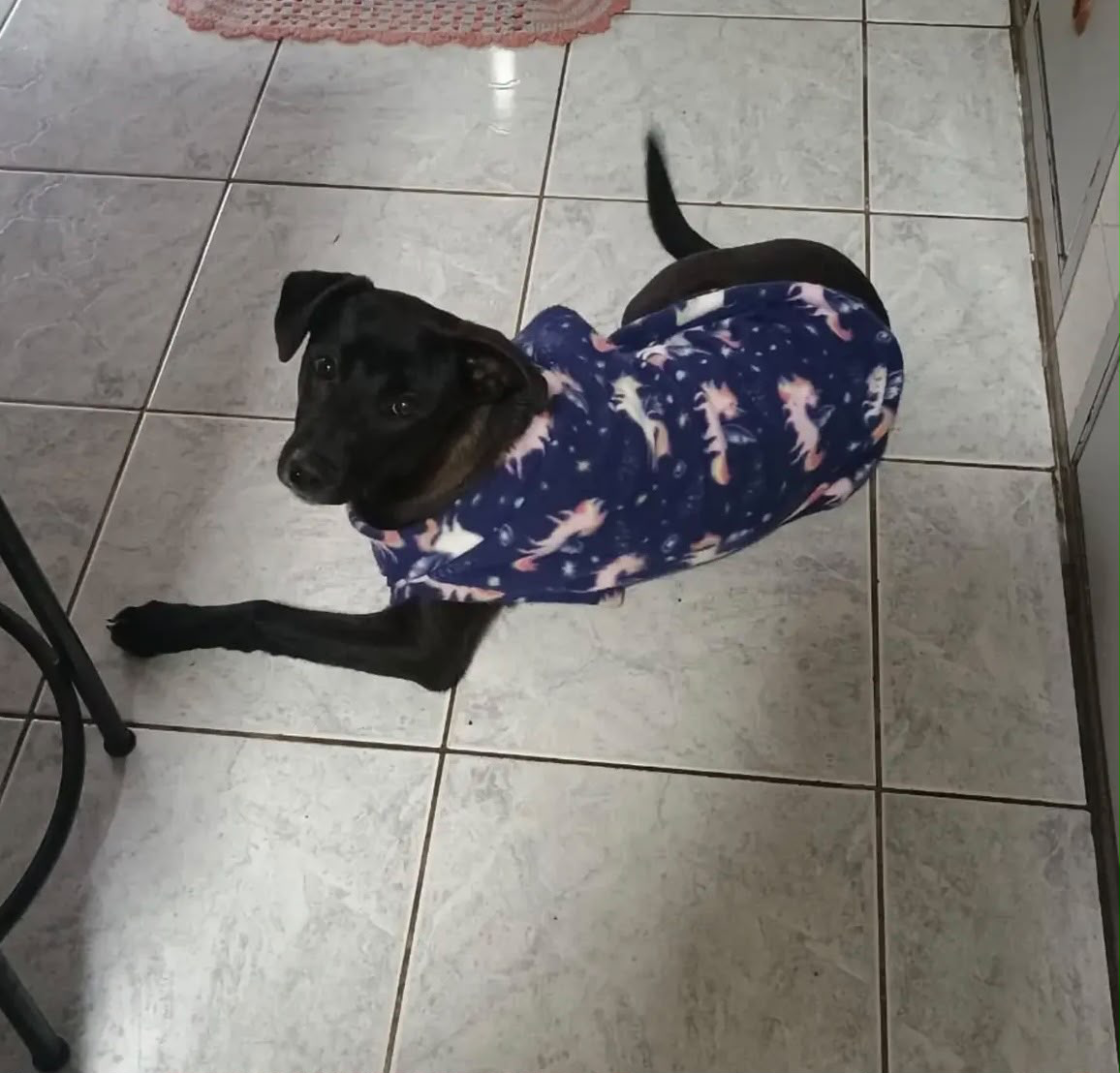 Cão preto usando roupa azul estampada, deitado no piso