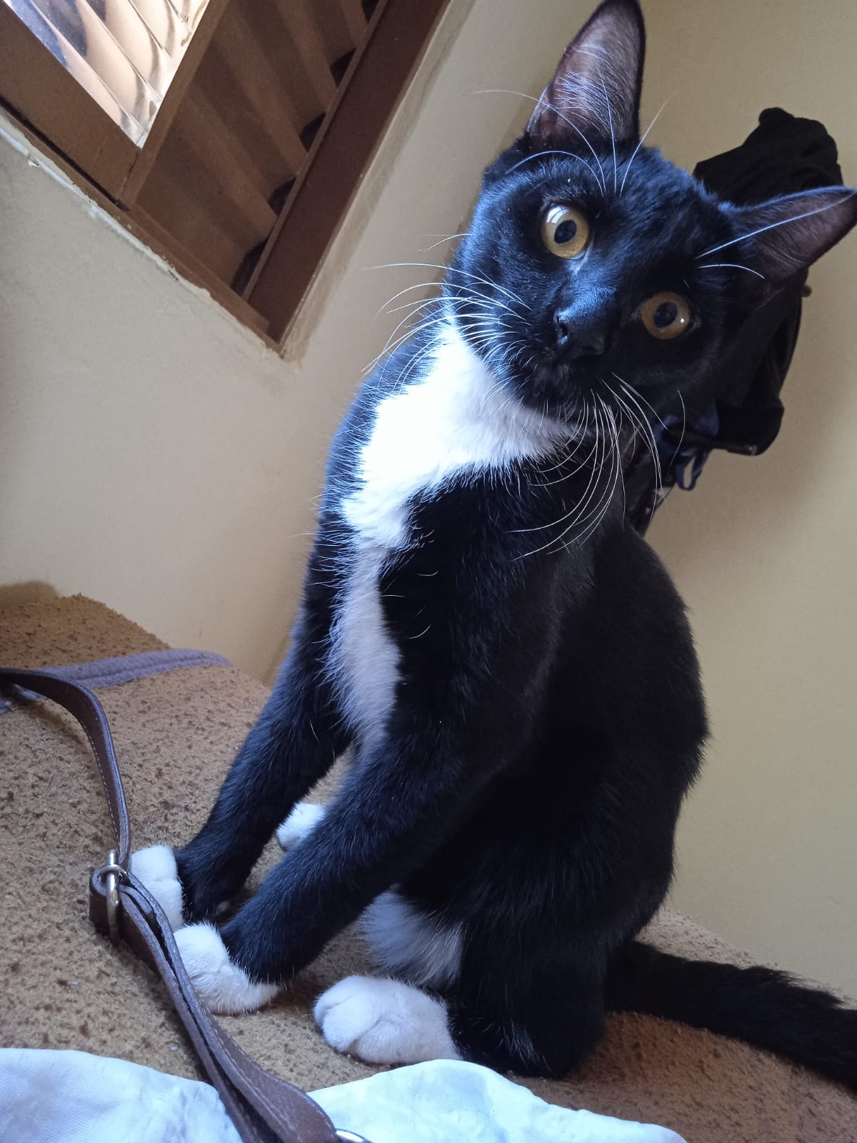 Gato preto com peito e patas brancas, de olhos âmbar, sentado