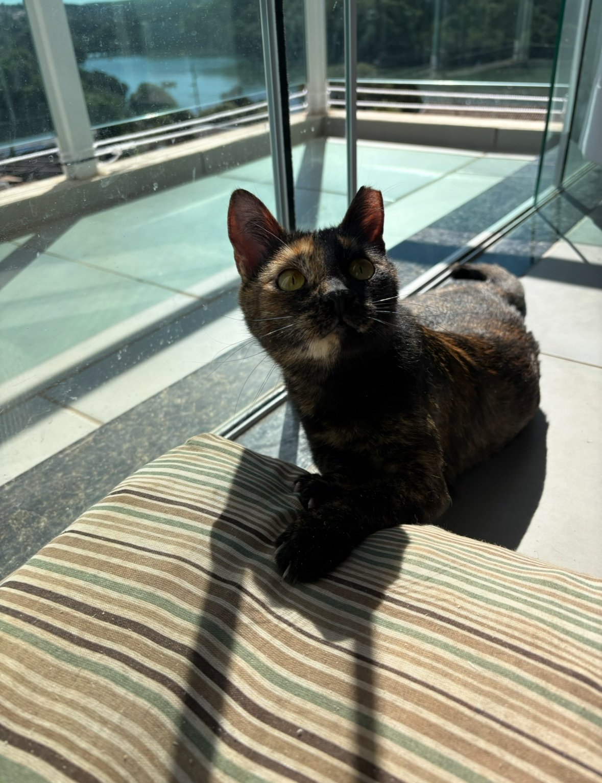 Gata tricolor de olhos verdes deitada ao sol, junto a uma janela
